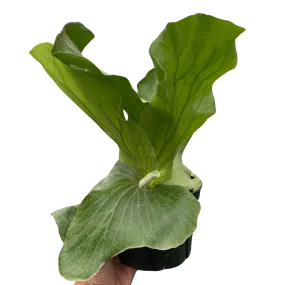 Fern 'Elephant'